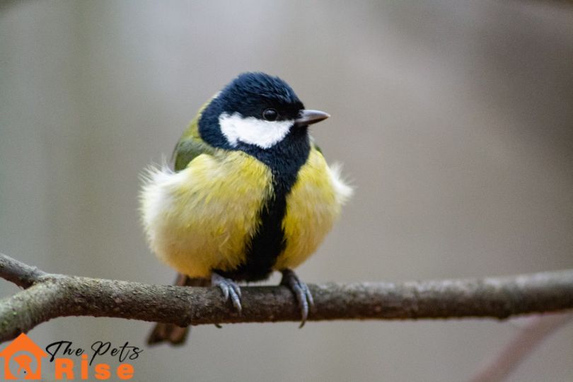 Finch