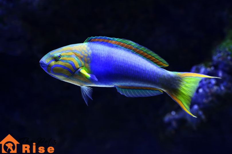 Fresh Water Fish