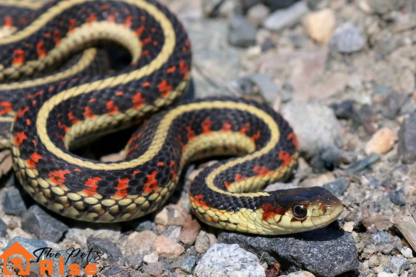 Garter Snakes