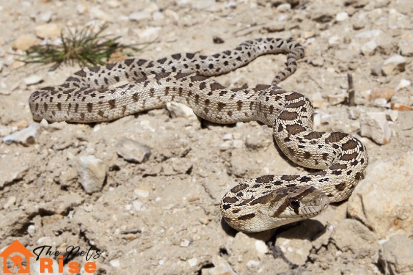 Gopher snakes
