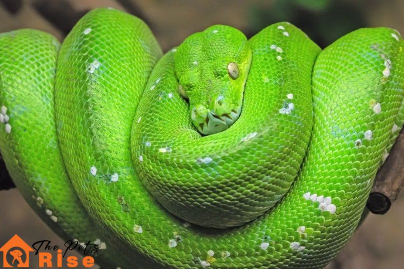 Green Tree Python