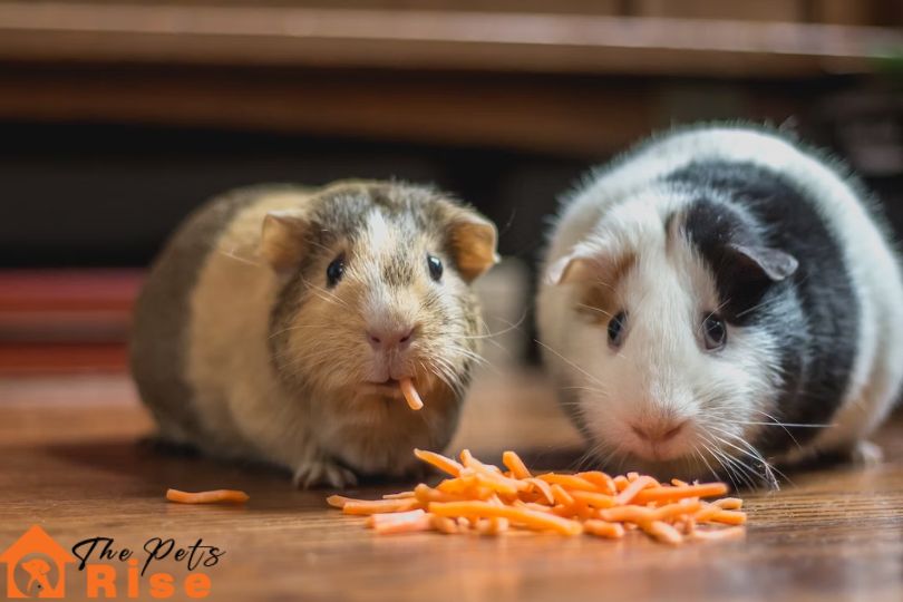 Guinea Pigs