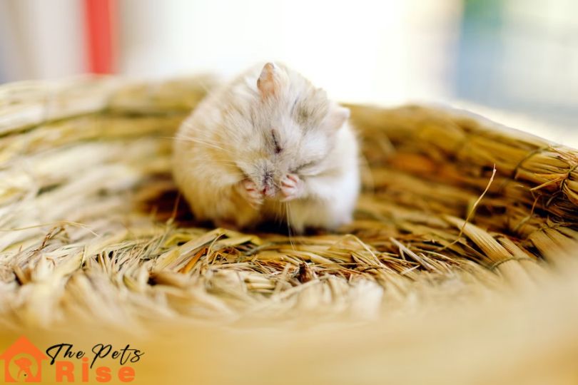 Hamsters