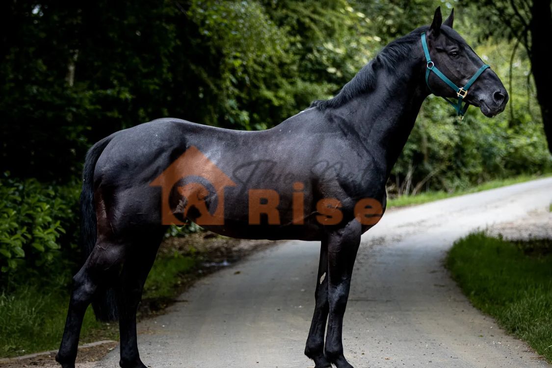 Irish Draft x Thoroughbred
