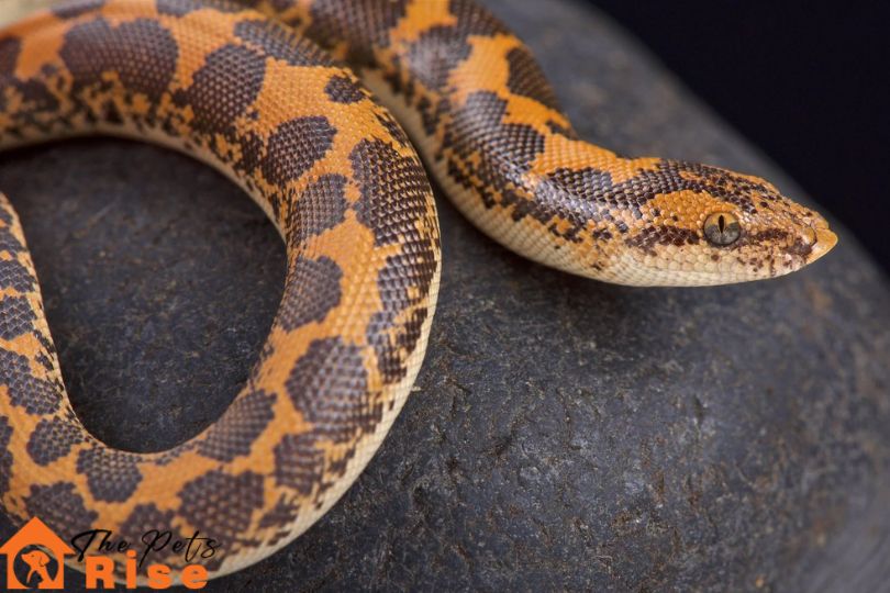 Kenyan Sand Boa