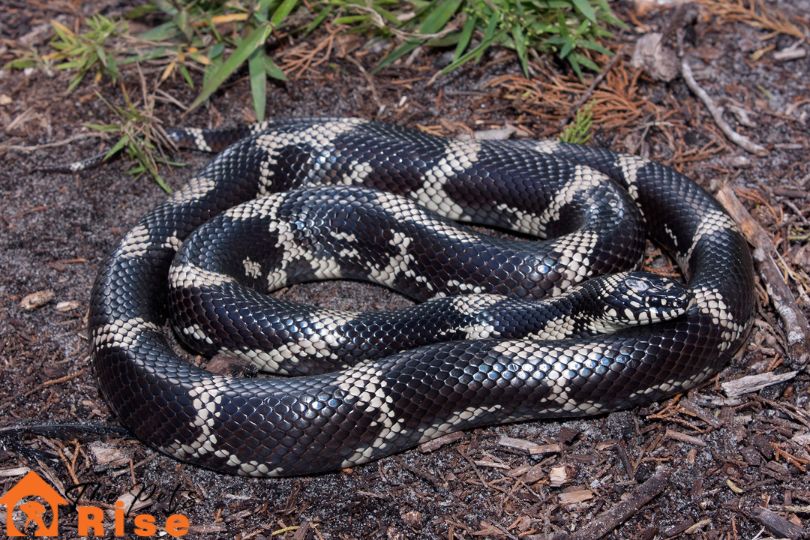 King Snake