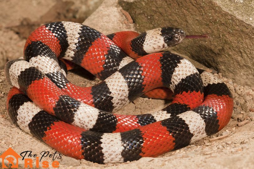 Milk Snake