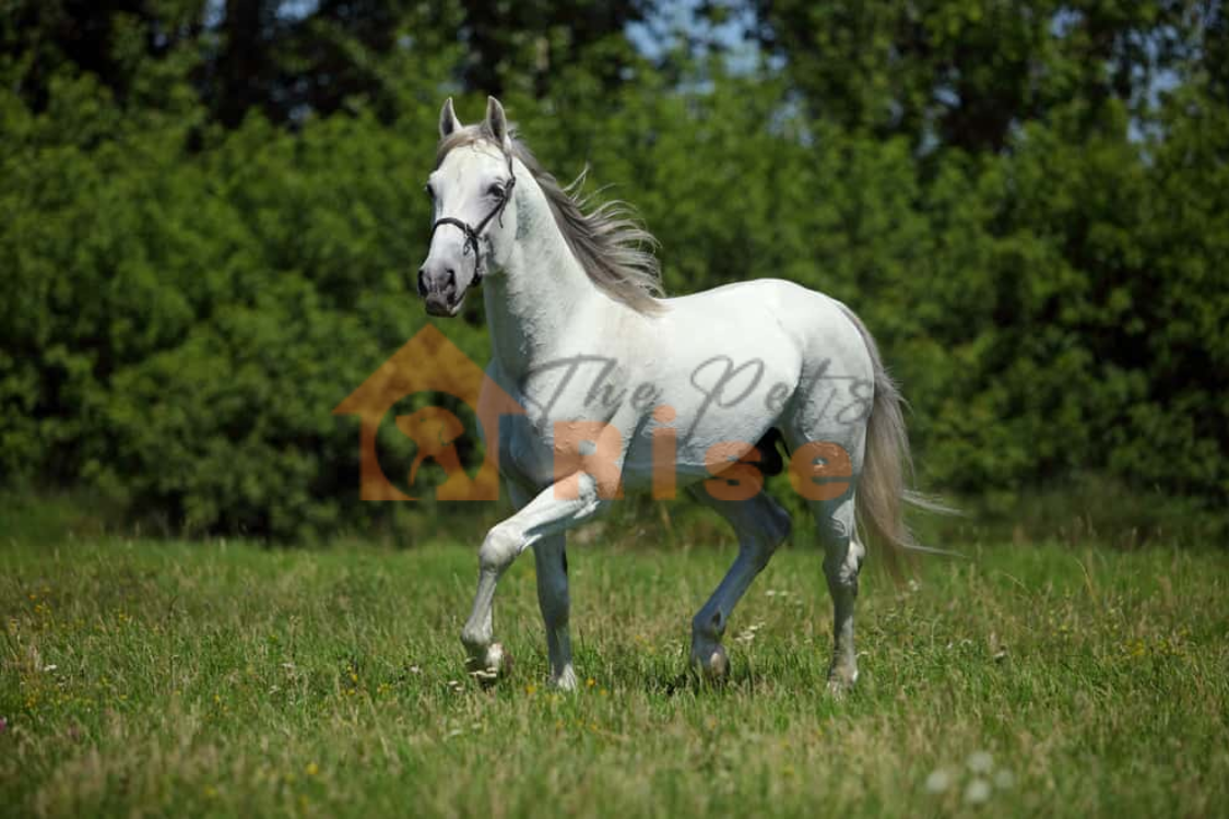 National Show Horse