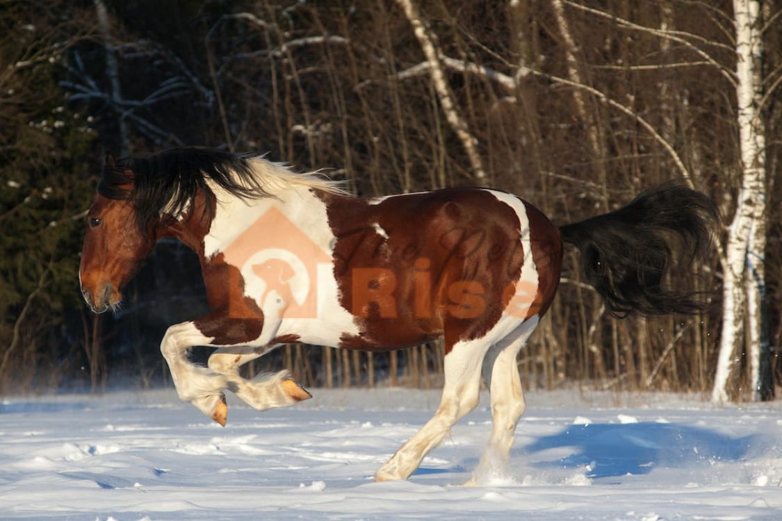 North American Spotted Draft Horse