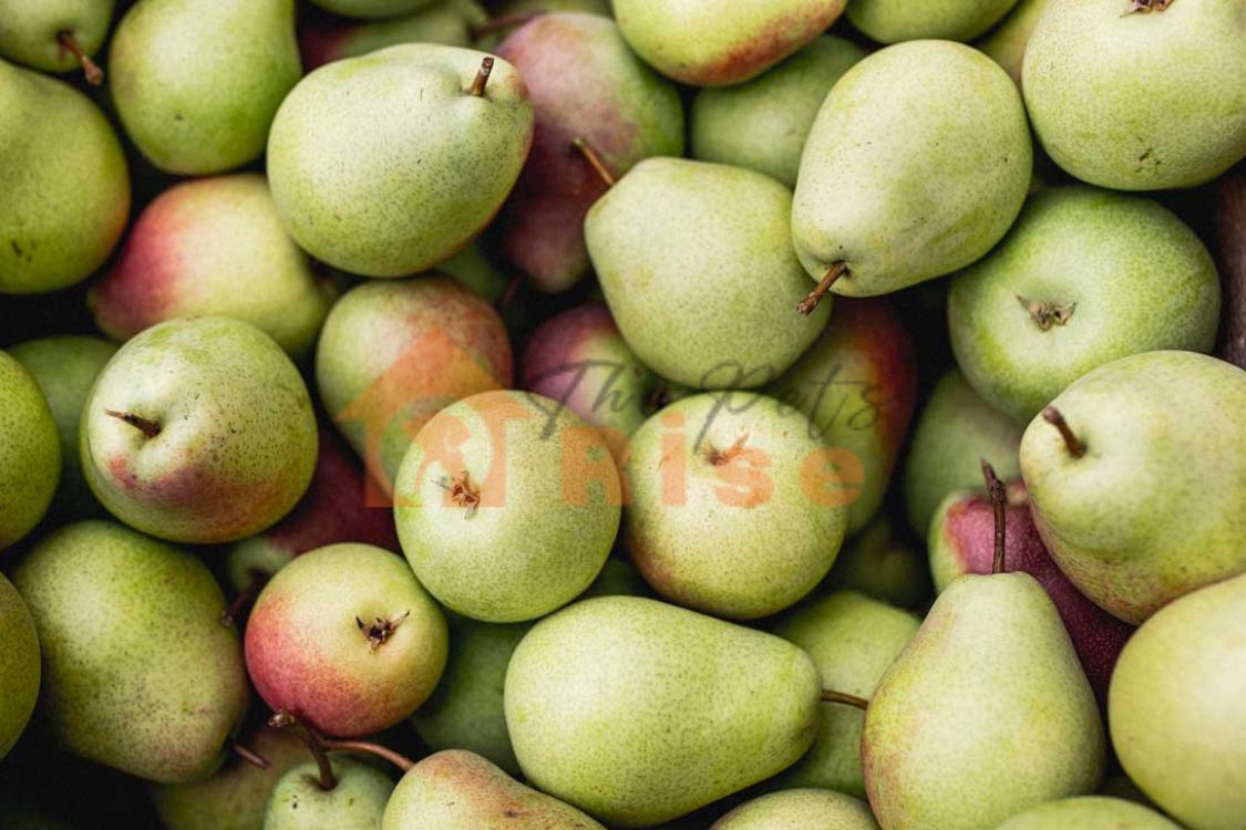 Pears