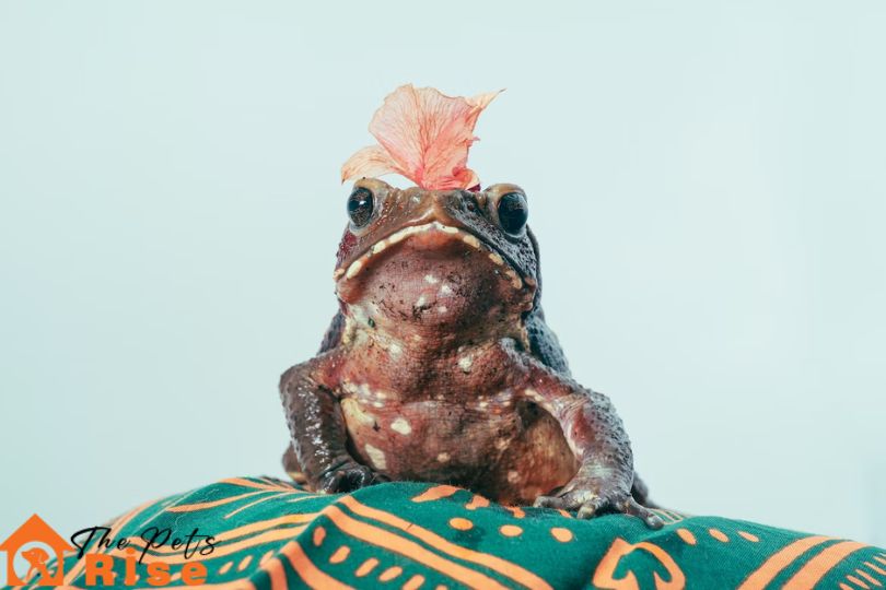 Pet Frogs