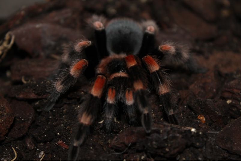 Pet Tarantulas