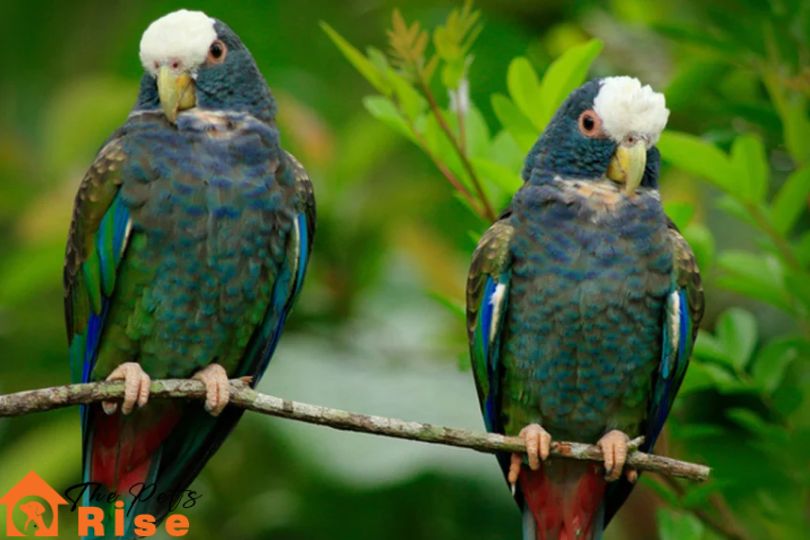 Pionus Parrot