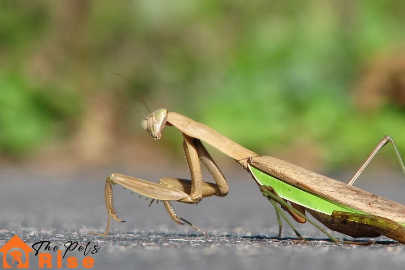 Praying Mantises