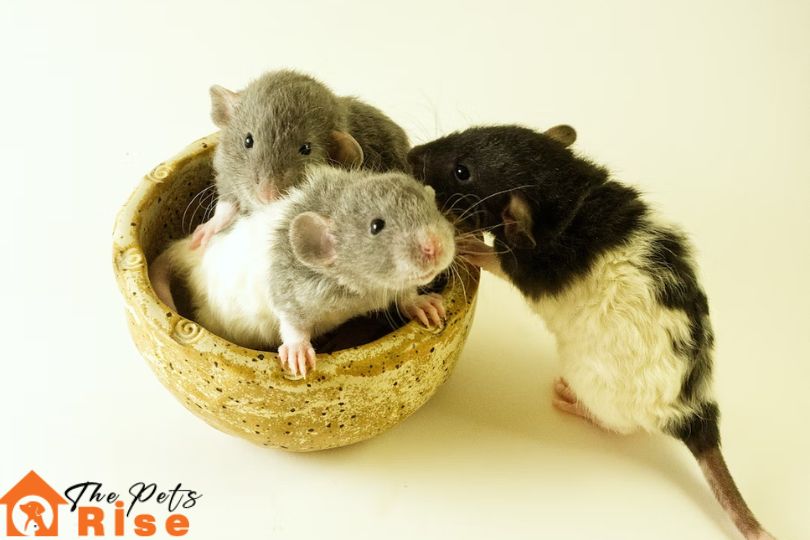 Rats