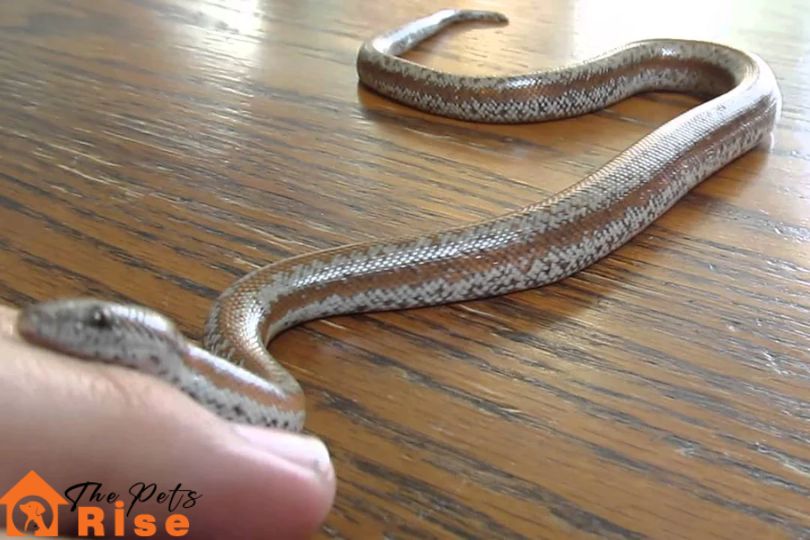 Rosy Boa
