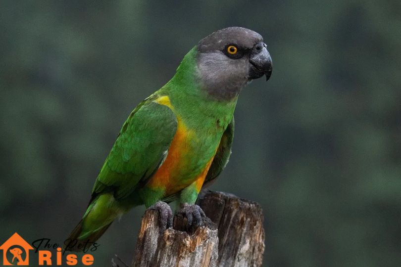 Senegal Parrot