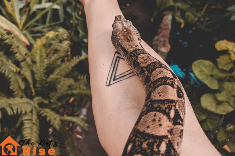 Snakes