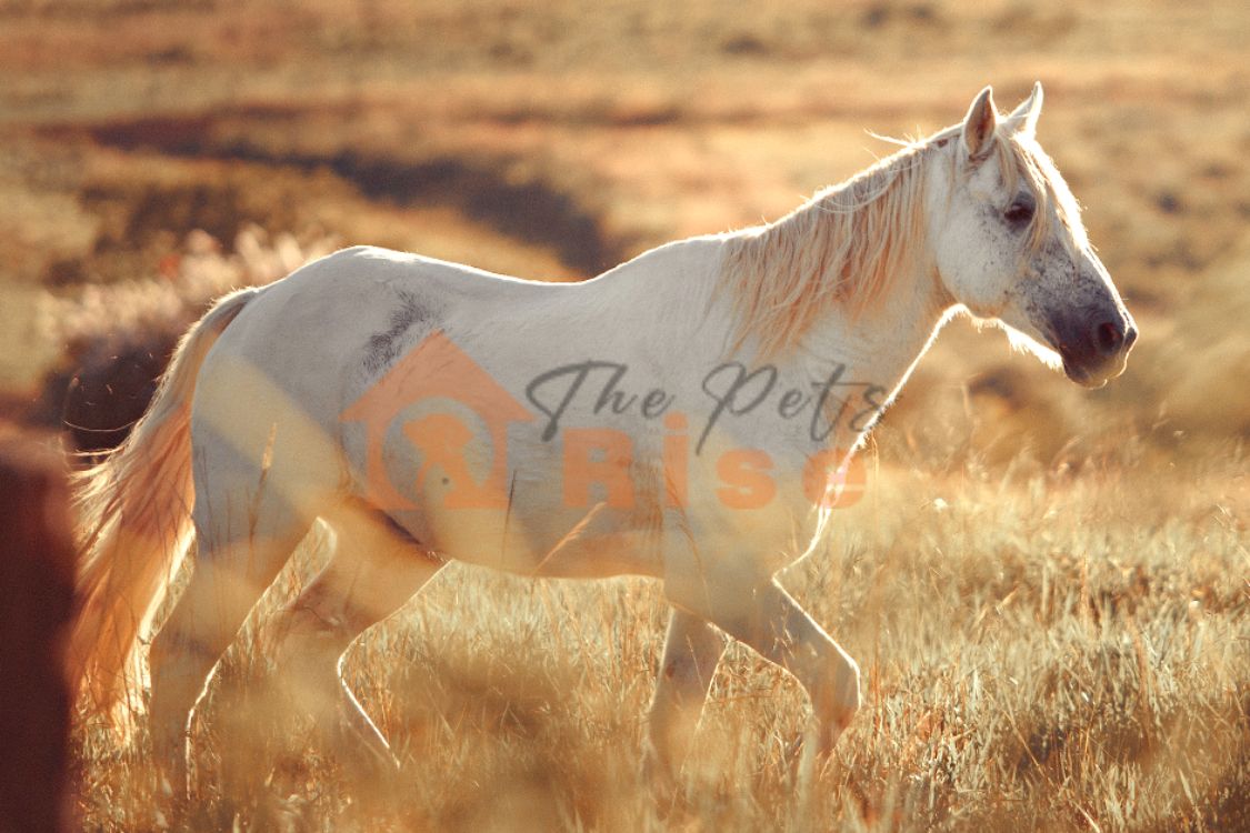 Welara