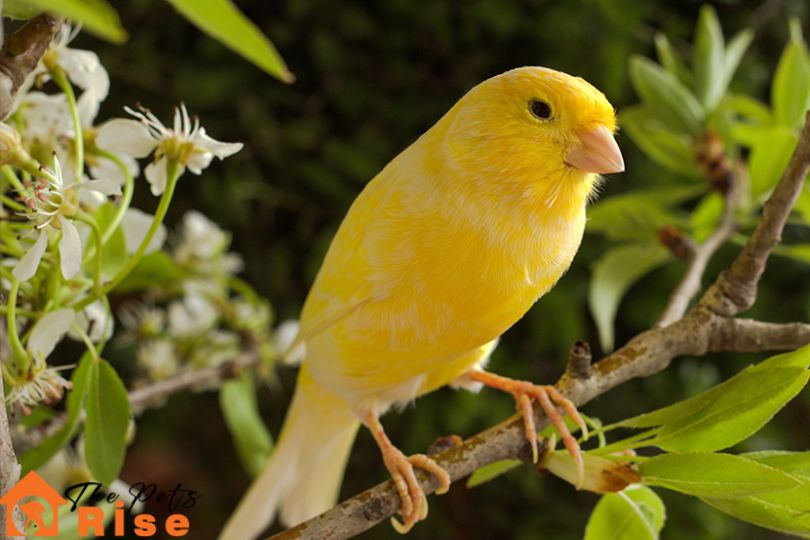 canary