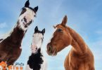 cross breed horses