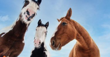 cross breed horses
