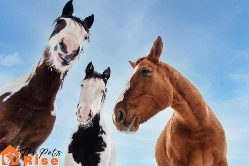 cross breed horses