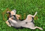 dog neuter
