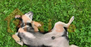dog neuter