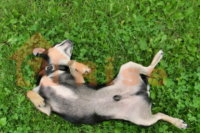 dog neuter