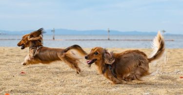 dogs for runners