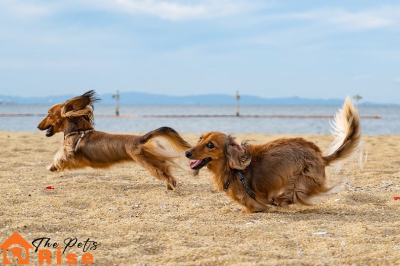 dogs for runners
