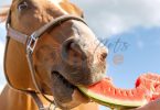 foods for horses