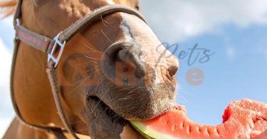foods for horses