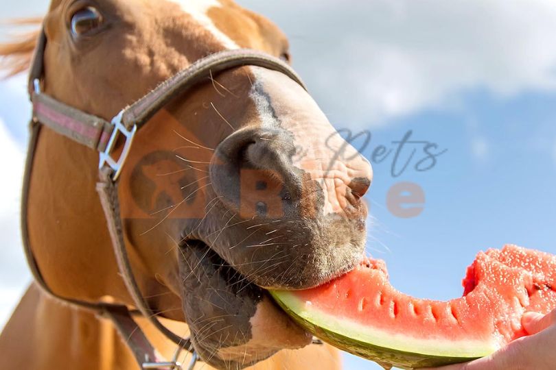 foods for horses