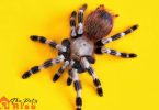 low maintenance pets