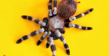 low maintenance pets