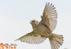 quietest pet birds