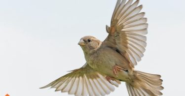quietest pet birds