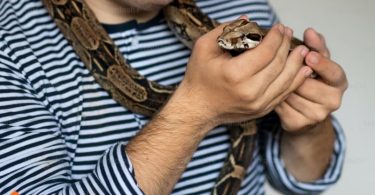 snakes as pets