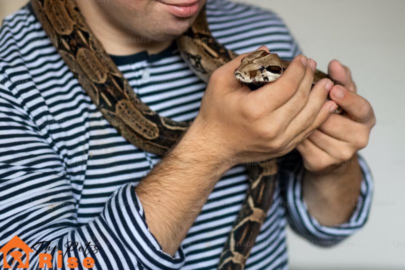 snakes as pets