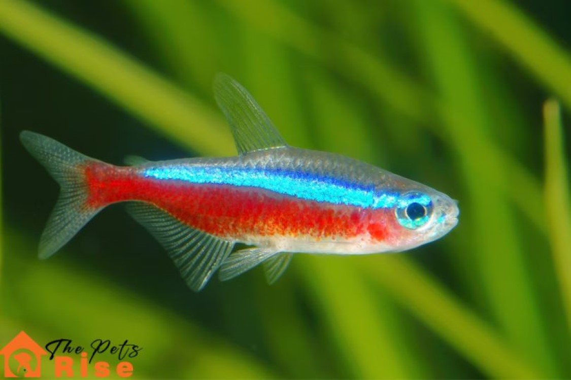 Neon Tetra