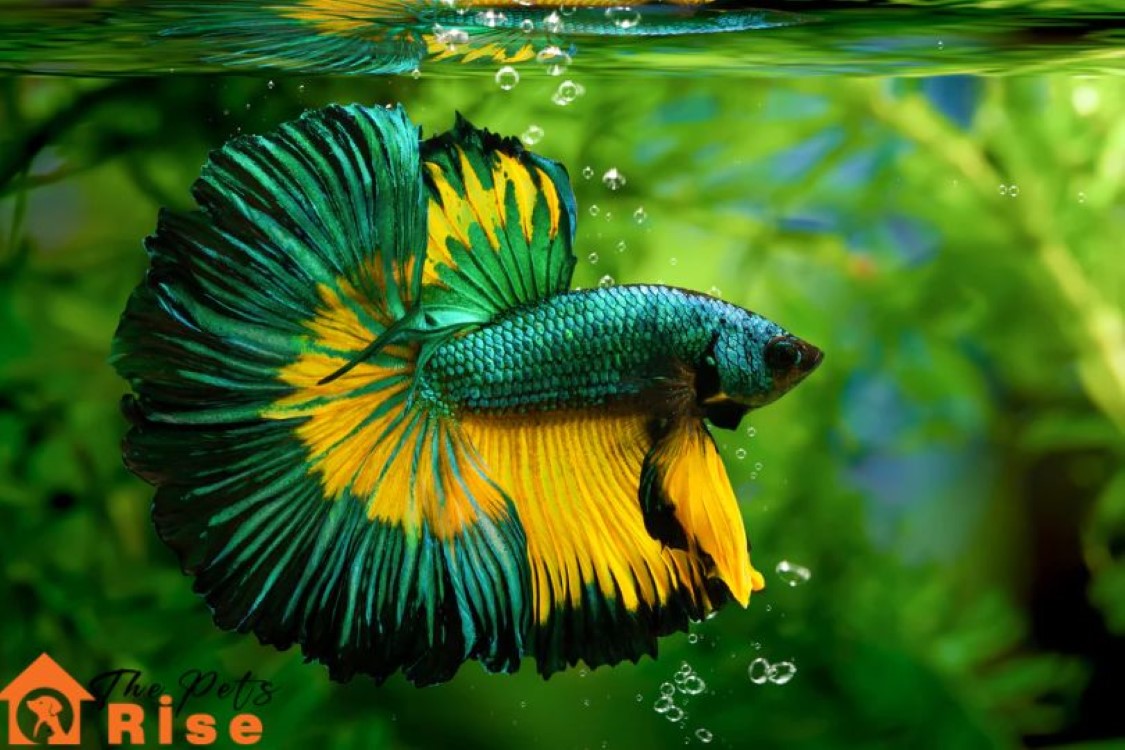 Betta Fish