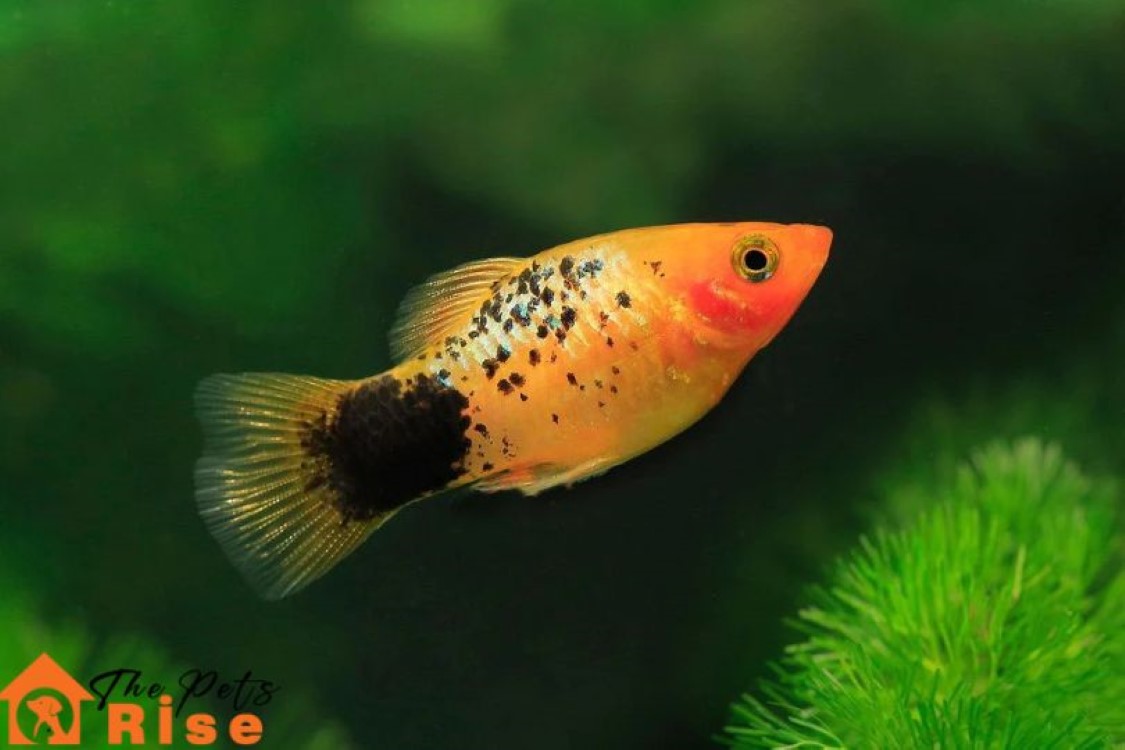 Platies
