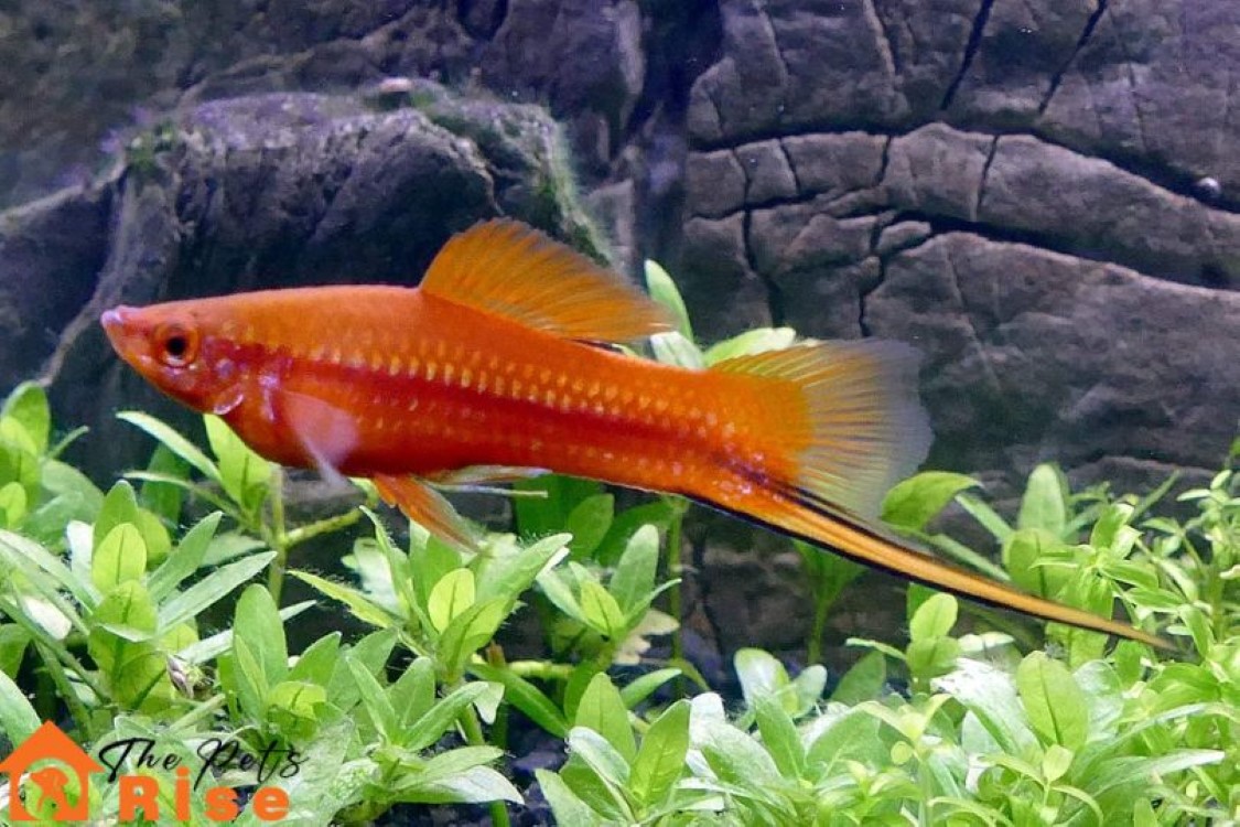 Swordtail Fish
