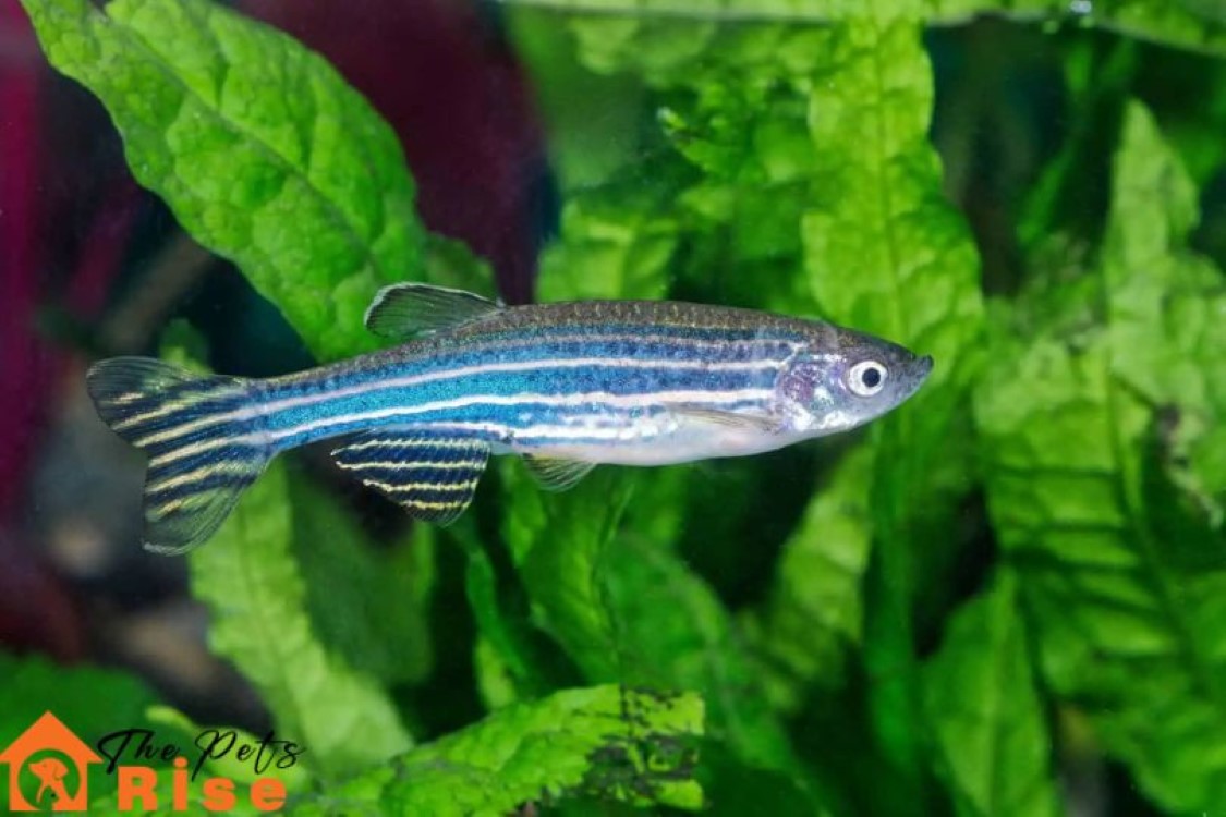 Zebra Danio