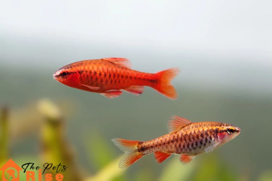 Cherry Barb