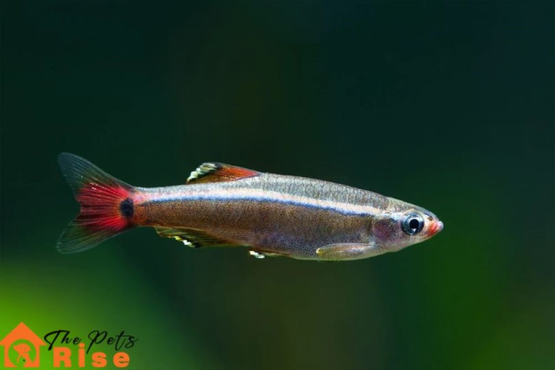 White Cloud Mountain Minnow