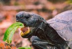 reptile diet