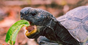 reptile diet